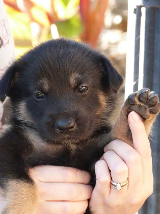 chinook dog